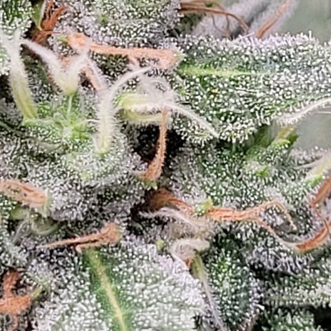Skywalker haze  growlog timeline photo