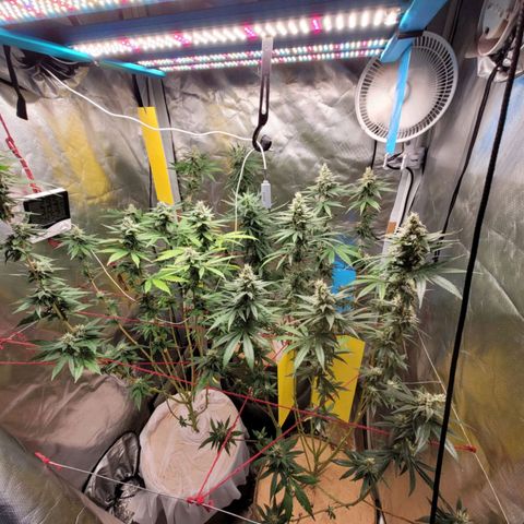Skywalker haze  growlog timeline photo