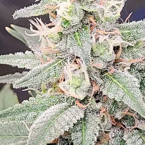 Skywalker haze  growlog timeline photo