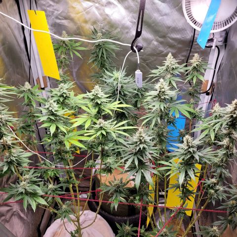 Skywalker haze  growlog timeline photo