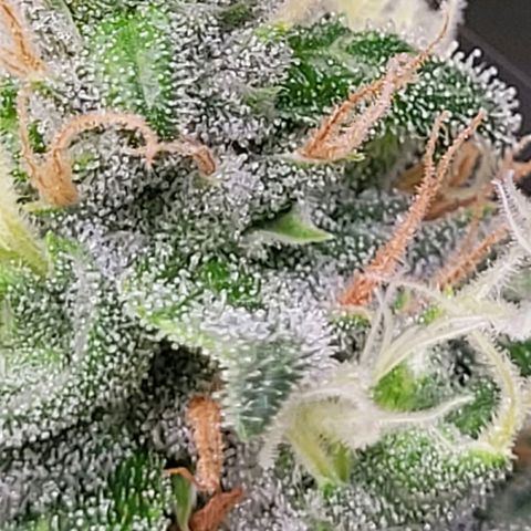 Skywalker haze  growlog timeline photo