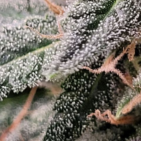 Skywalker haze  growlog timeline photo