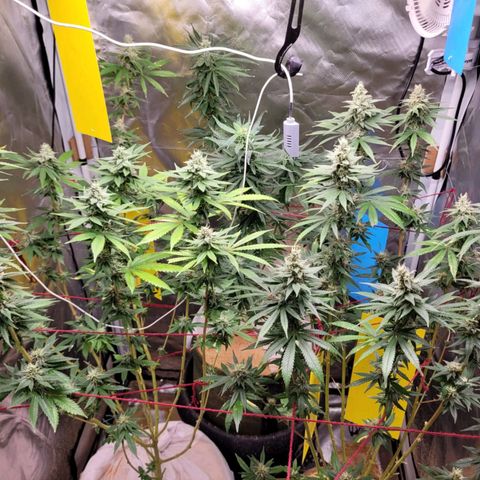 Skywalker haze  growlog timeline photo