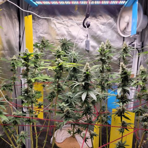 Skywalker haze  growlog timeline photo