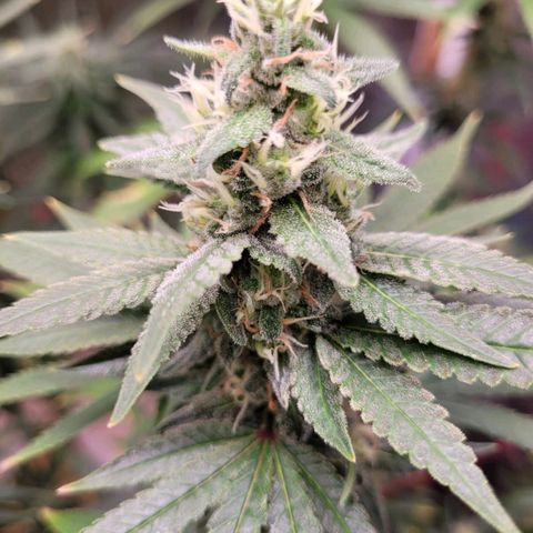 Skywalker haze  growlog timeline photo