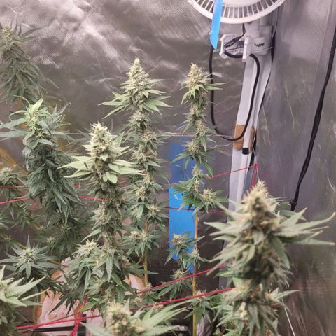 Skywalker haze  growlog timeline photo
