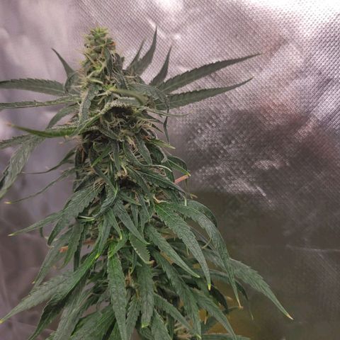 Skywalker haze  growlog timeline photo