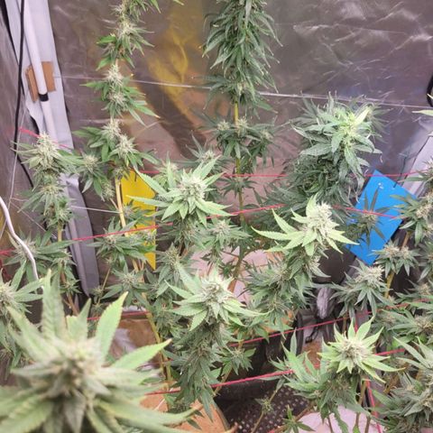 Skywalker haze  growlog timeline photo