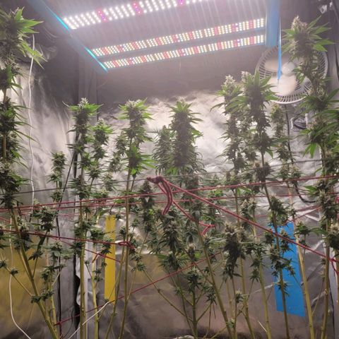Skywalker haze  growlog timeline photo