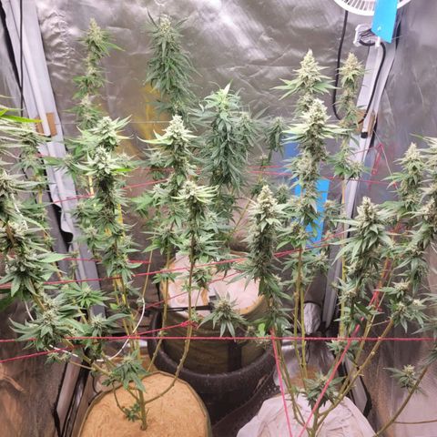 Skywalker haze  growlog timeline photo