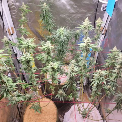 Skywalker haze  growlog timeline photo