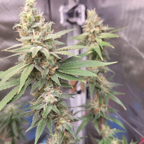 Skywalker haze  growlog timeline photo