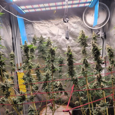 Skywalker haze  growlog timeline photo