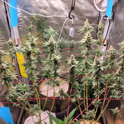 Skywalker haze  growlog timeline photo