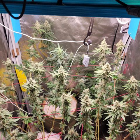 Skywalker haze  growlog timeline photo