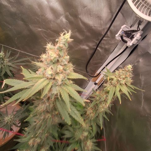 Skywalker haze  growlog timeline photo