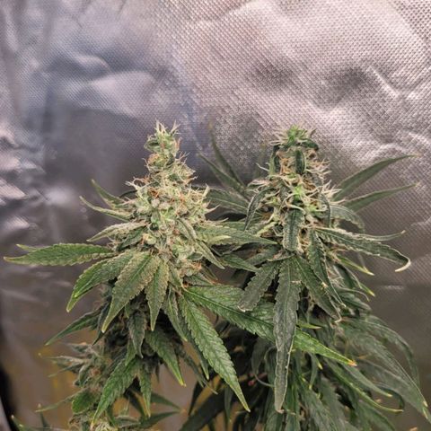 Skywalker haze  growlog timeline photo
