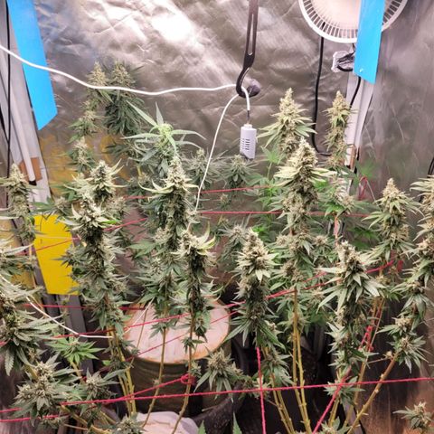 Skywalker haze  growlog timeline photo