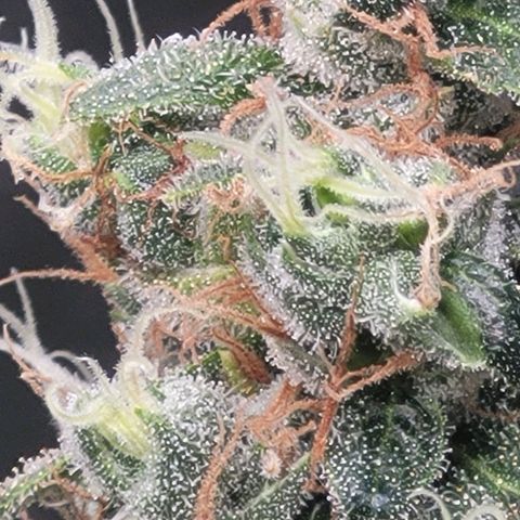Skywalker haze  growlog timeline photo