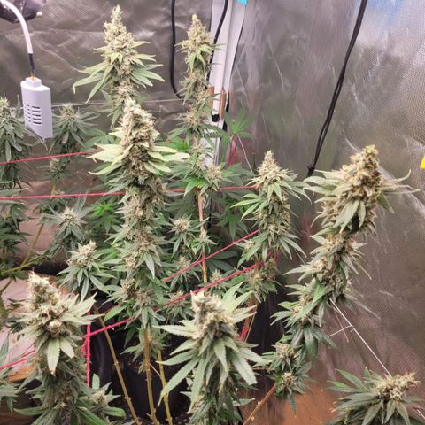 Skywalker haze  growlog timeline photo