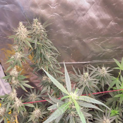 Skywalker haze  growlog timeline photo