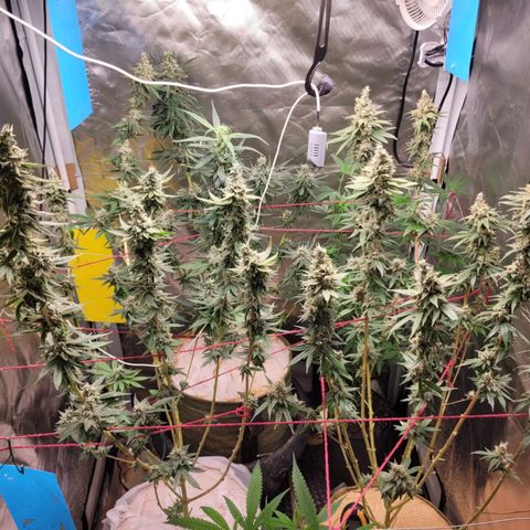Skywalker haze  growlog timeline photo