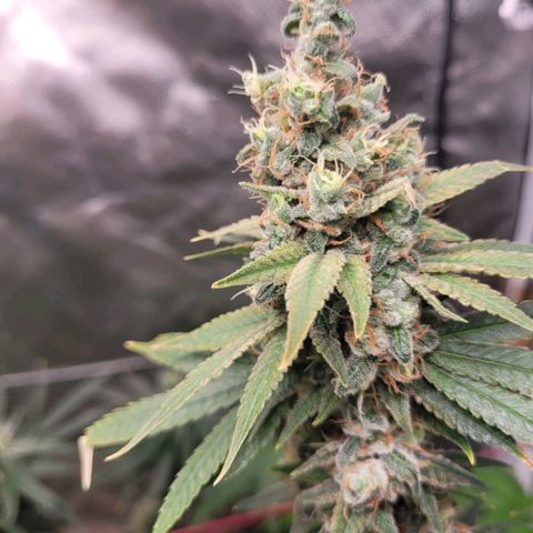Skywalker haze  growlog timeline photo