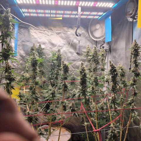 Skywalker haze  growlog timeline photo