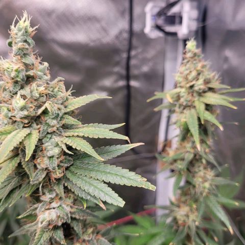 Skywalker haze  growlog timeline photo