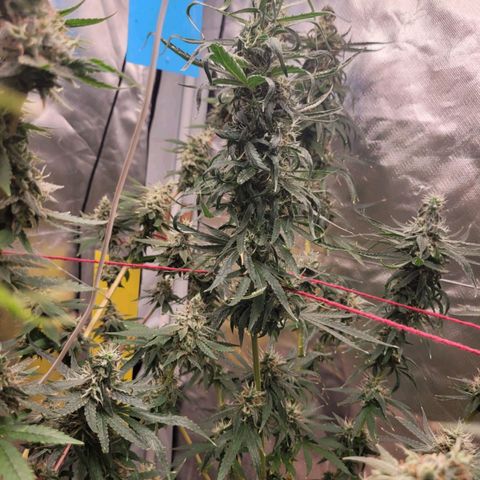 Skywalker haze  growlog timeline photo