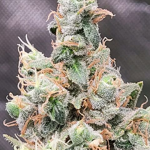 Skywalker haze  growlog timeline photo