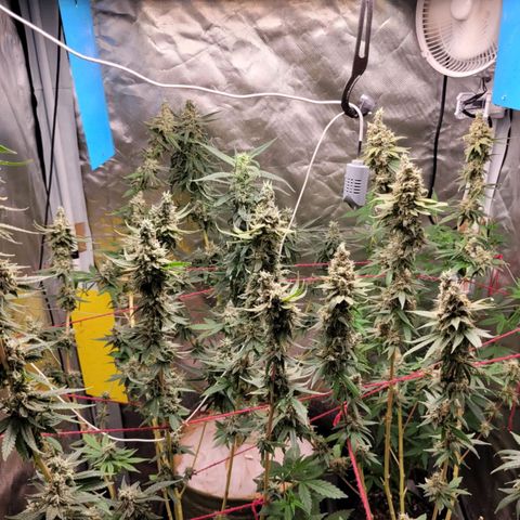 Skywalker haze  growlog timeline photo
