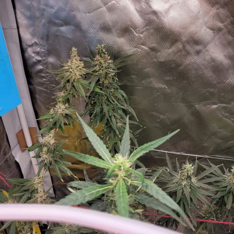 Skywalker haze  growlog timeline photo