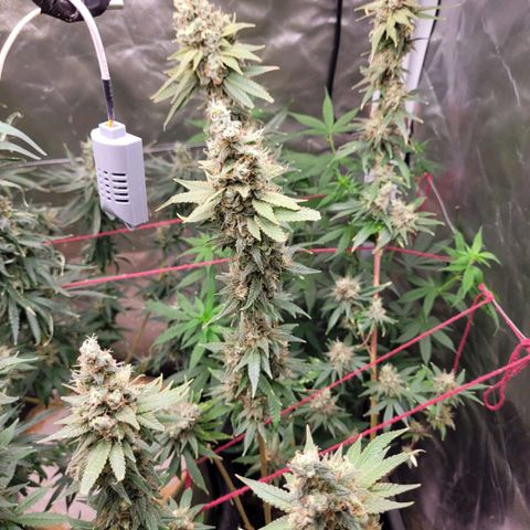 Skywalker haze  growlog timeline photo