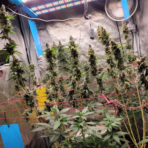 Skywalker haze  growlog timeline photo