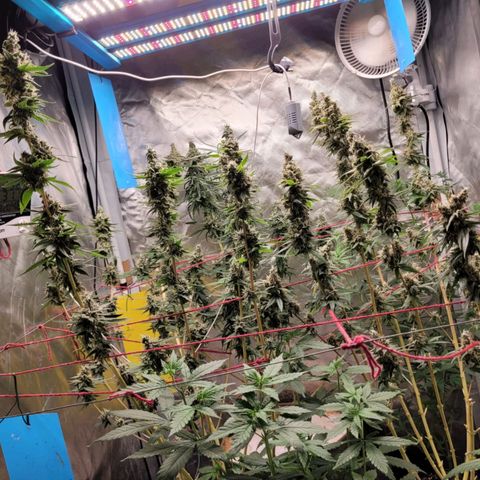 Skywalker haze  growlog timeline photo