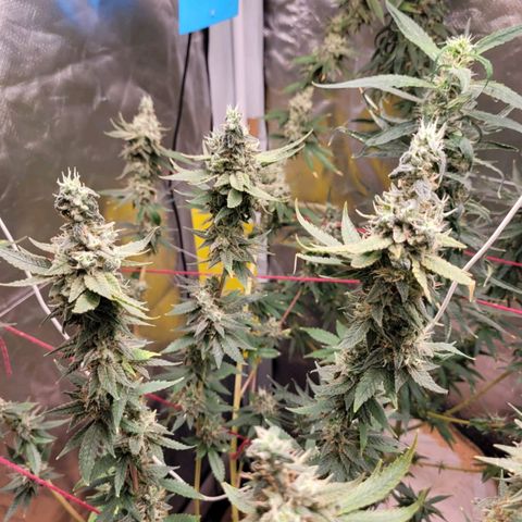 Skywalker haze  growlog timeline photo