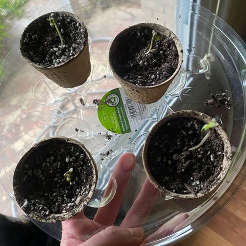 Auto NYC Diesel growlog timeline photo