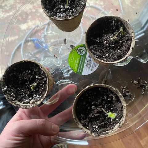 Auto NYC Diesel growlog timeline photo