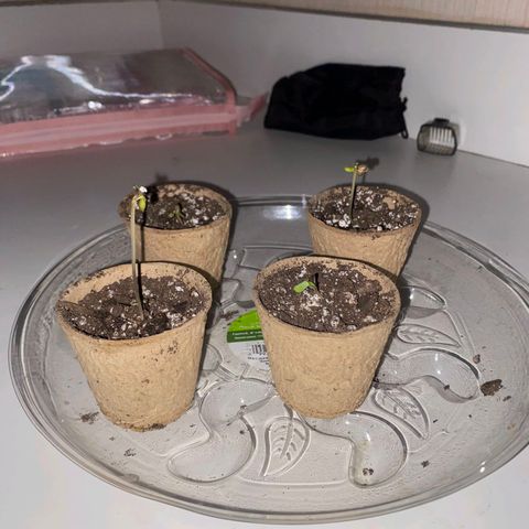 Auto NYC Diesel growlog timeline photo