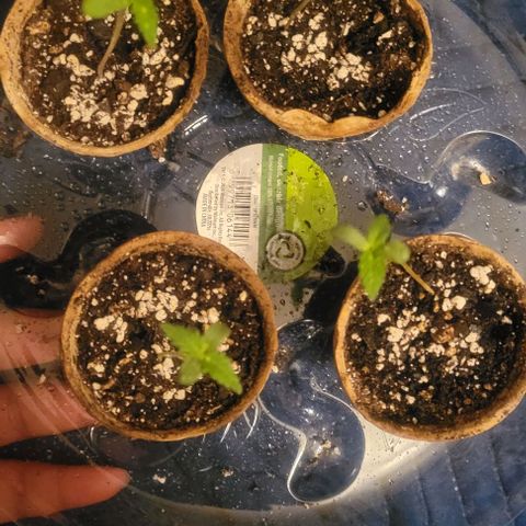 Auto NYC Diesel growlog timeline photo