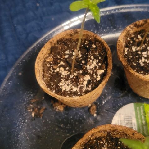 Auto NYC Diesel growlog timeline photo