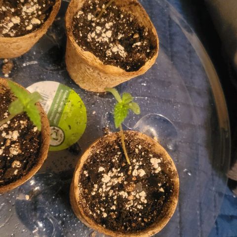 Auto NYC Diesel growlog timeline photo