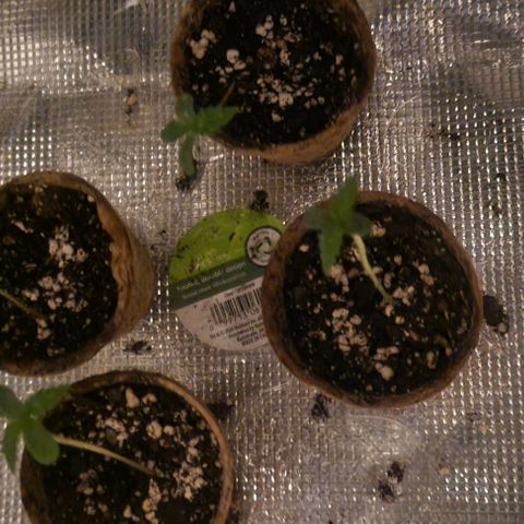 Auto NYC Diesel growlog timeline photo