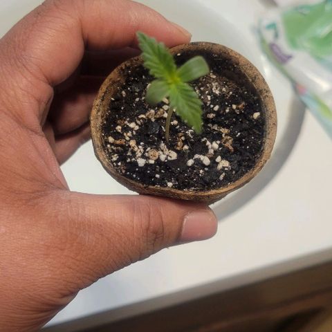 Auto NYC Diesel growlog photo: First feeding day 1 