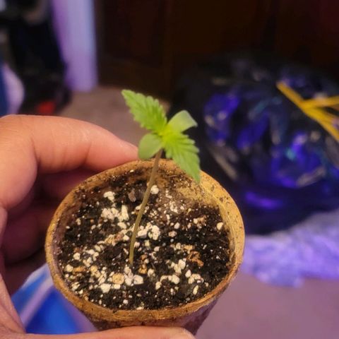 Auto NYC Diesel growlog photo: First feeding day 1 