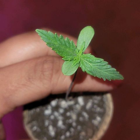 Auto NYC Diesel growlog photo: Upgrading to bigger pots tomorrow am.