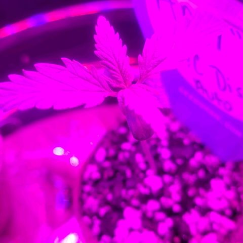 Auto NYC Diesel growlog timeline photo