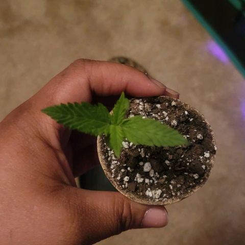 Auto NYC Diesel growlog timeline photo
