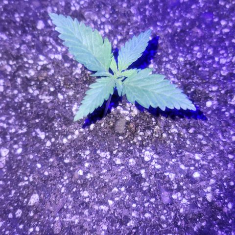 Auto NYC Diesel growlog timeline photo